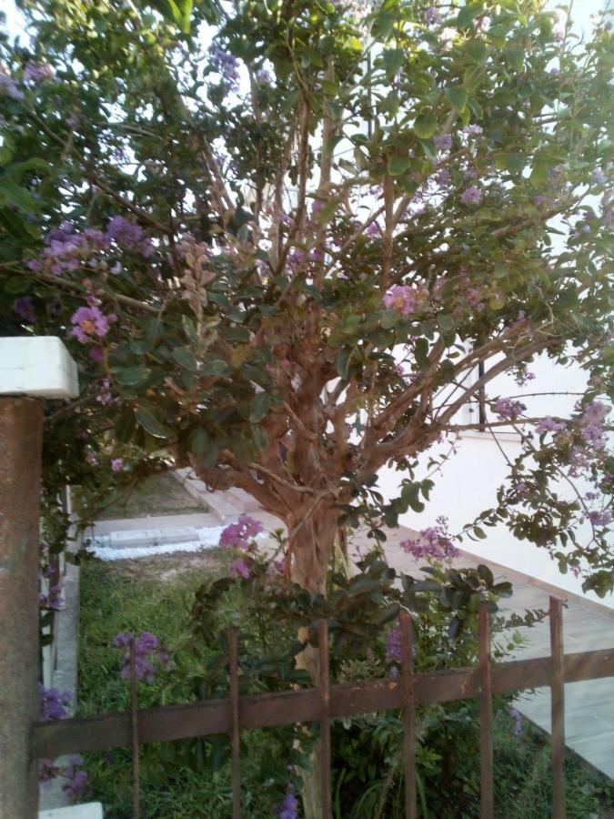 The Judas Trees Mestre Bagian luar foto